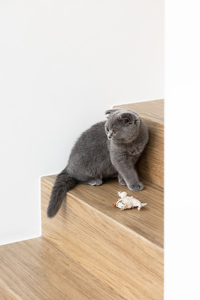 renovation-d-escalier