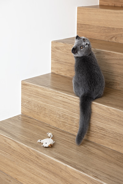 renovation-d-escalier