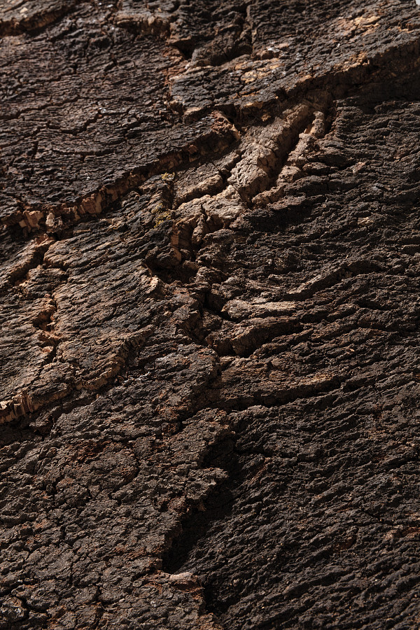 Bark rustic