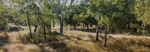 kurkbos