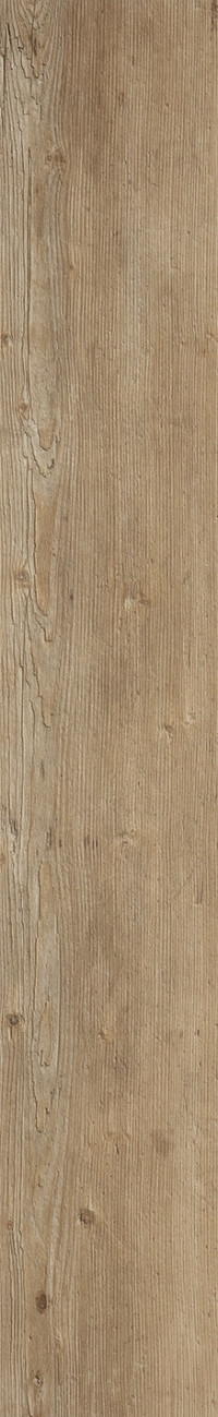 Mountain oak