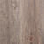Robinia